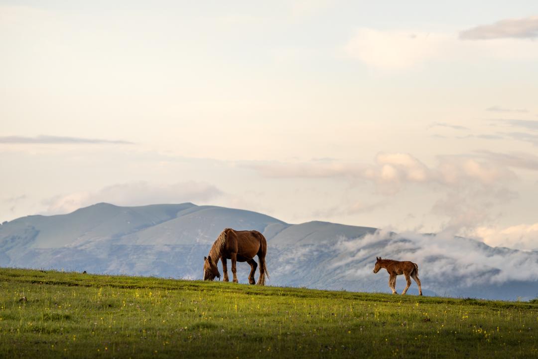 Chevaux dans le parc du Mont Subasio