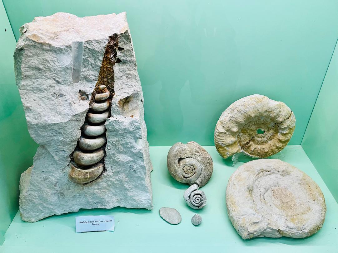 Fossils visible at the exhibition