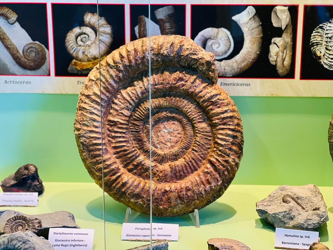 Esempio di un fossile