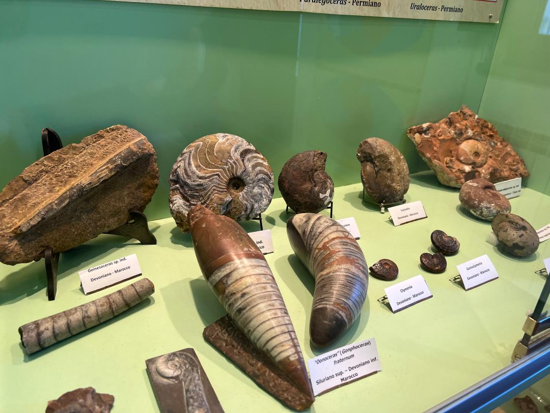 Fossili esposti alla Mostra