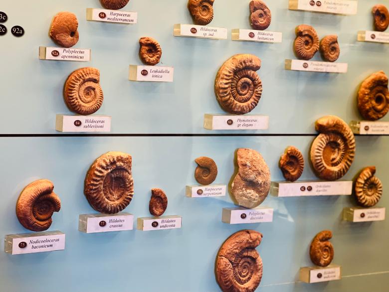  Permanent Exhibition of Geo-Paleontology 