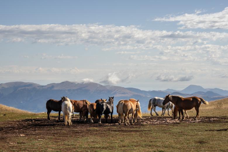  Un itinerario a cavallo alla scoperta delle bellezze di Assisi 